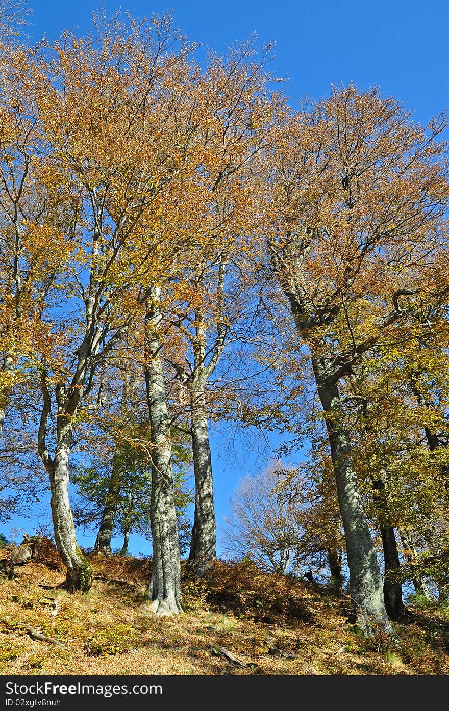 Beechen Autumn Wood.