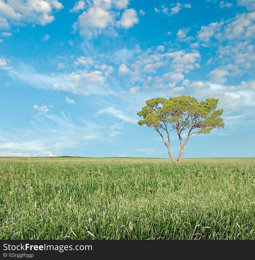 Tree on field on sky background