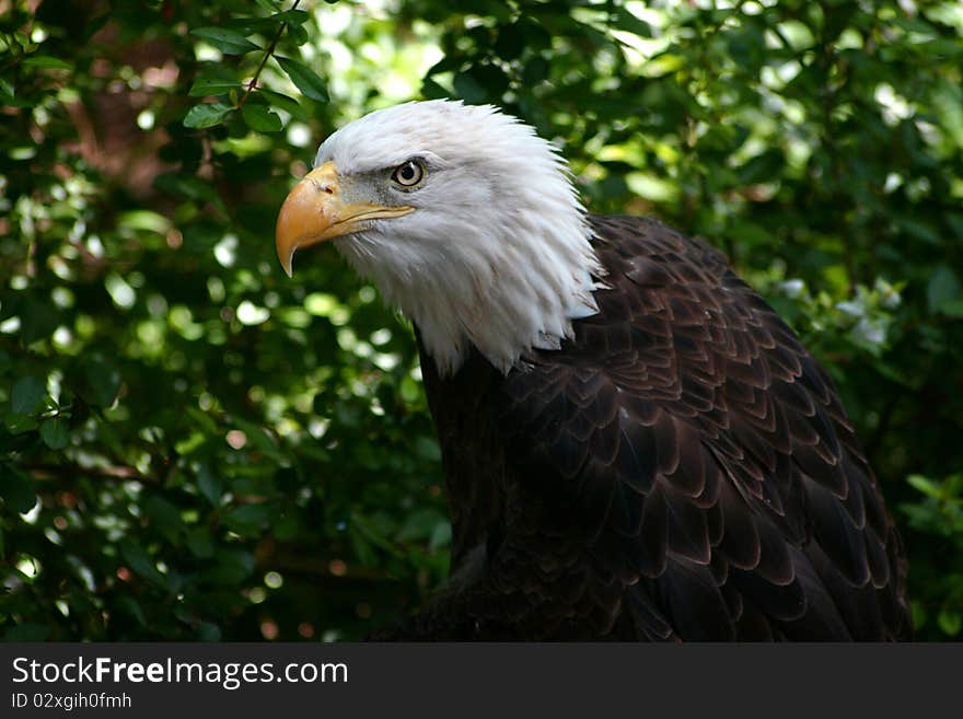 Bald Eagle