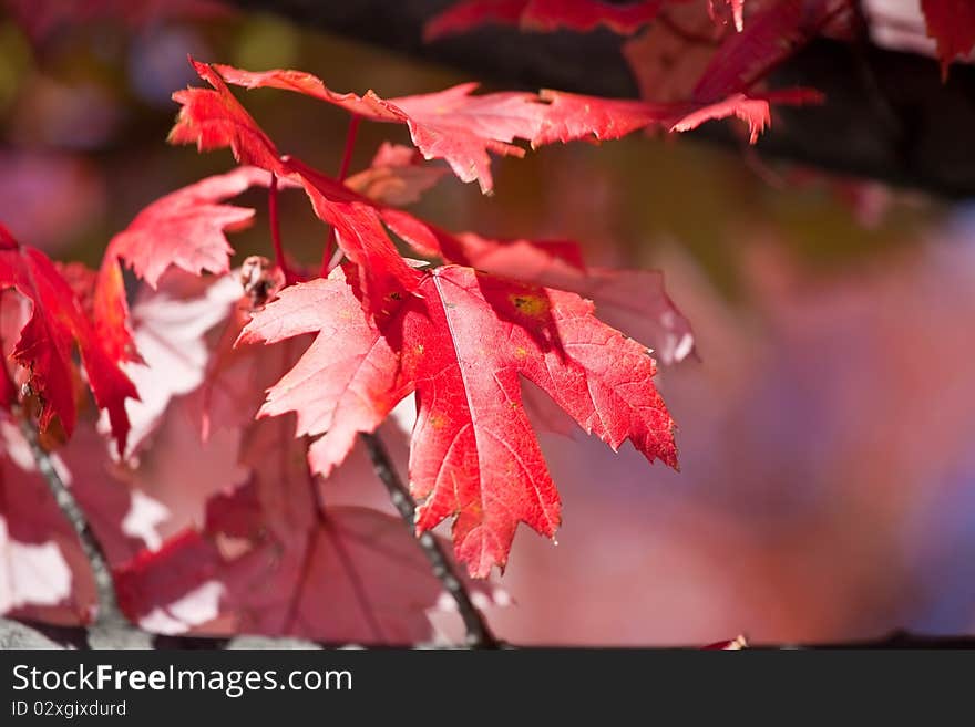 Red maple leaves closeup, shallow depth of field. Red maple leaves closeup, shallow depth of field