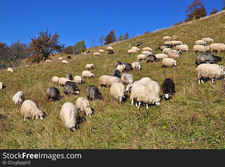 Sheep on a hillside in an autumn landscape under the dark blue sky. Sheep on a hillside in an autumn landscape under the dark blue sky.