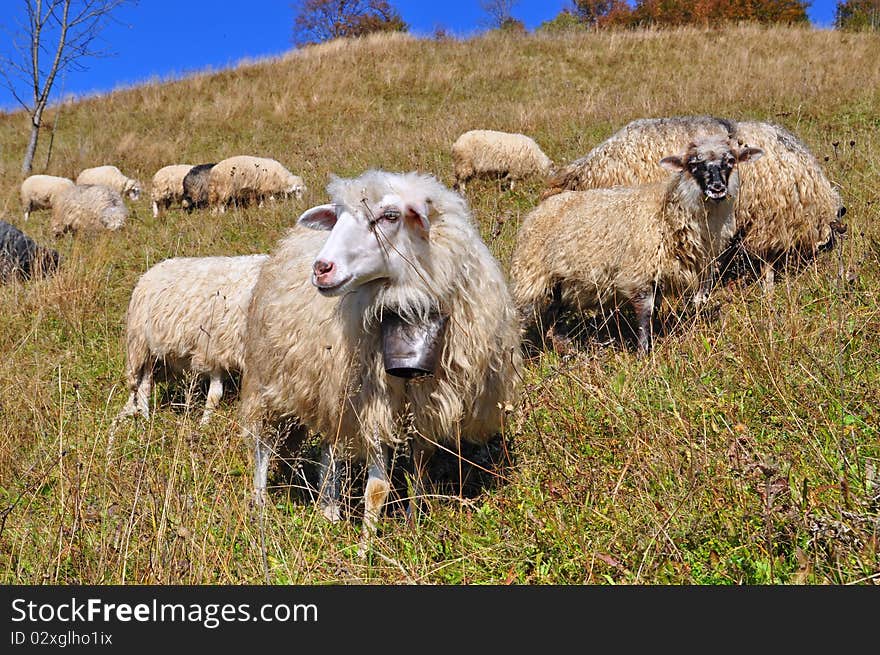 Sheep on a hillside in an autumn landscape under the dark blue sky. Sheep on a hillside in an autumn landscape under the dark blue sky.