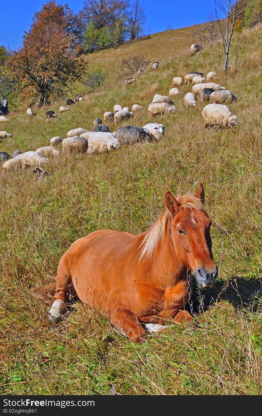 The horse has a rest on a hillside in an autumn landscape with sheep on a background. The horse has a rest on a hillside in an autumn landscape with sheep on a background.