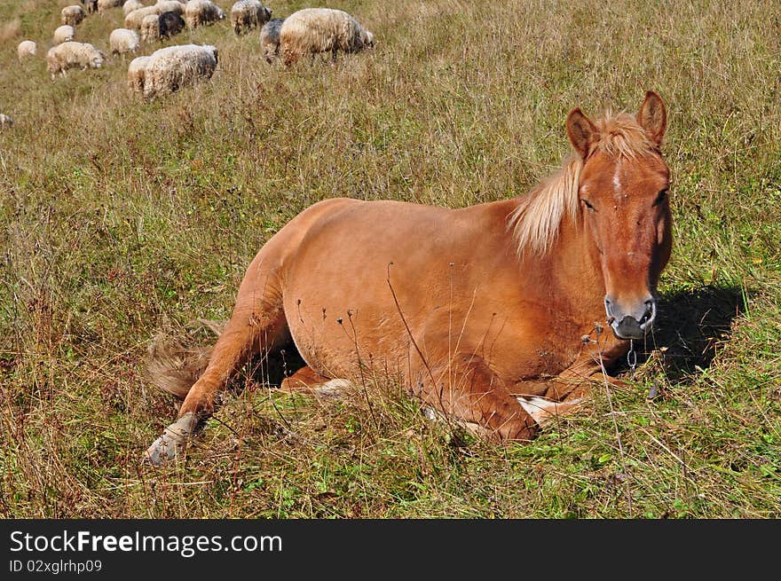 The horse has a rest on a hillside in an autumn landscape with sheep on a background. The horse has a rest on a hillside in an autumn landscape with sheep on a background.