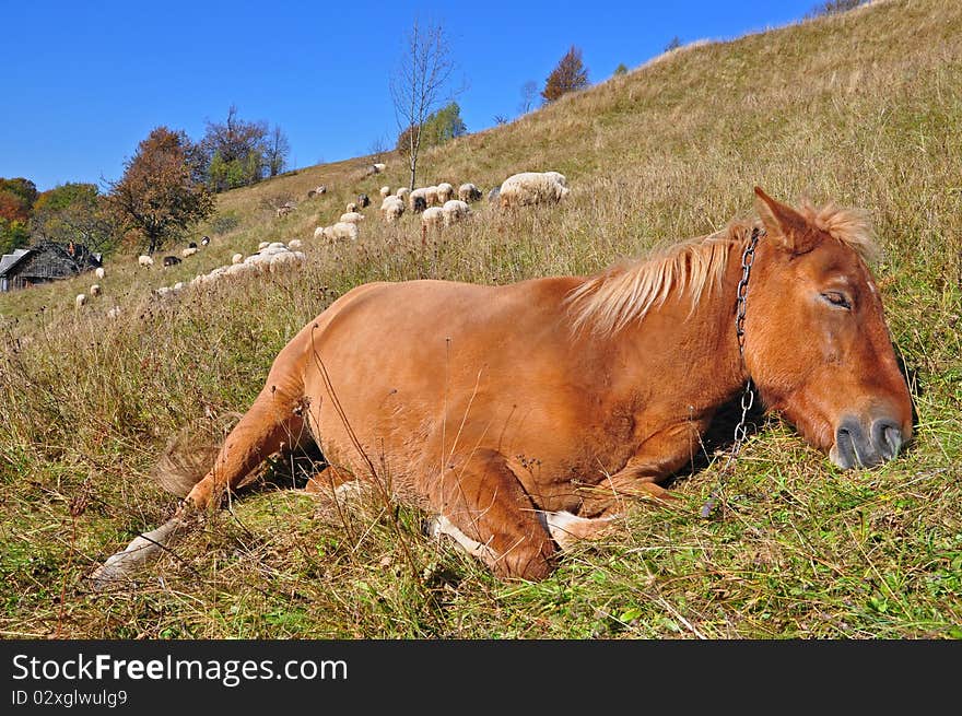 The horse has a rest on a hillside in an autumn landscape with sheep on a background. The horse has a rest on a hillside in an autumn landscape with sheep on a background.