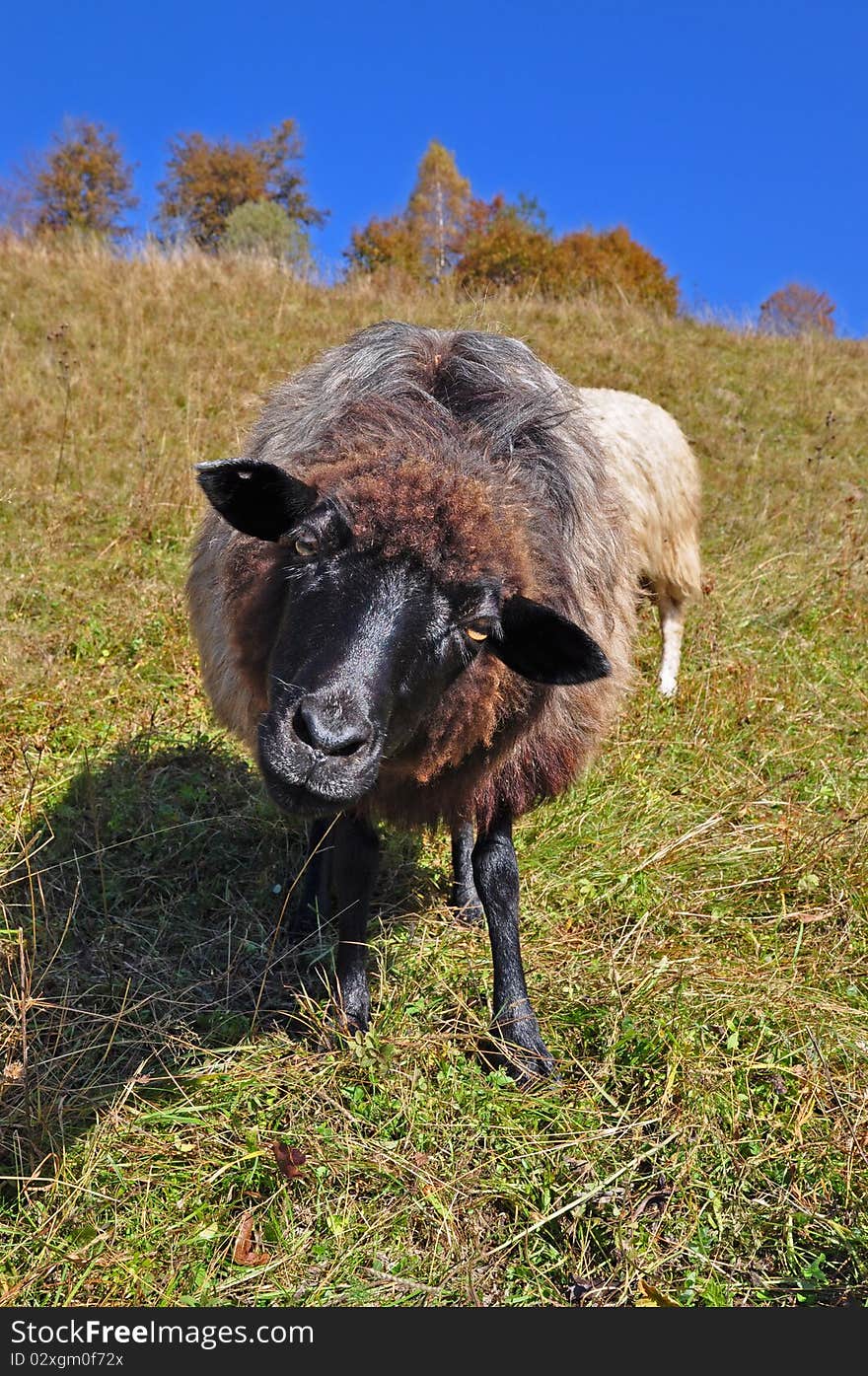 Sheep on a hillside in an autumn landscape under the dark blue sky. Sheep on a hillside in an autumn landscape under the dark blue sky.