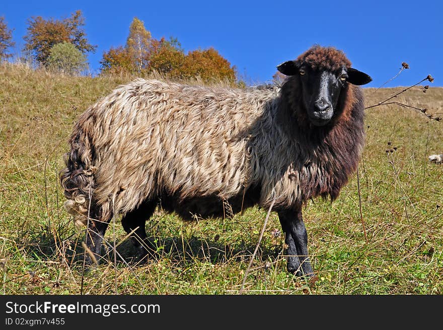 Sheep on a hillside in an autumn landscape under the dark blue sky. Sheep on a hillside in an autumn landscape under the dark blue sky.