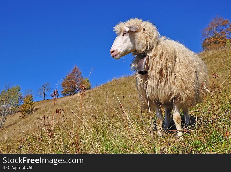 Sheep on a hillside in an autumn landscape under the dark blue sky. Sheep on a hillside in an autumn landscape under the dark blue sky.