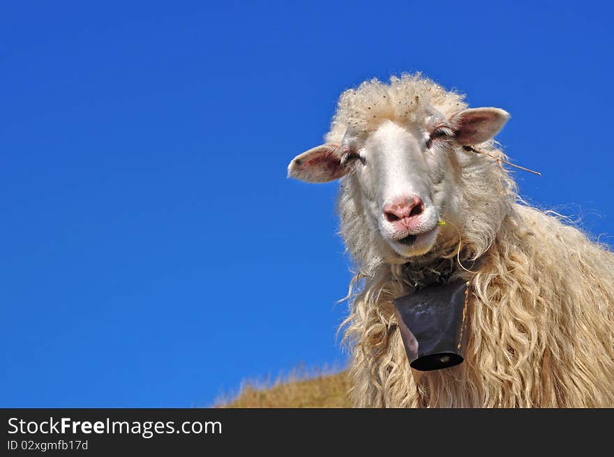 Sheep on a hillside in an autumn landscape under the dark blue sky. Sheep on a hillside in an autumn landscape under the dark blue sky.