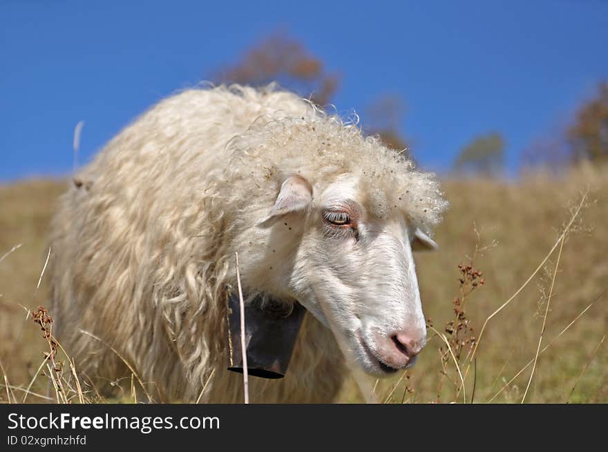 Sheep on a hillside in an autumn landscape under the dark blue sky. Sheep on a hillside in an autumn landscape under the dark blue sky.