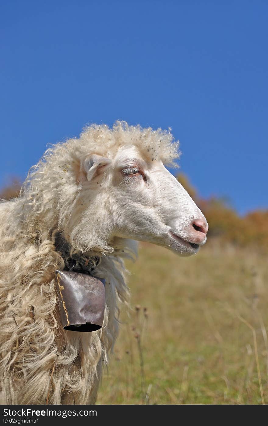 Sheep on a hillside in an autumn landscape under the dark blue sky. Sheep on a hillside in an autumn landscape under the dark blue sky.