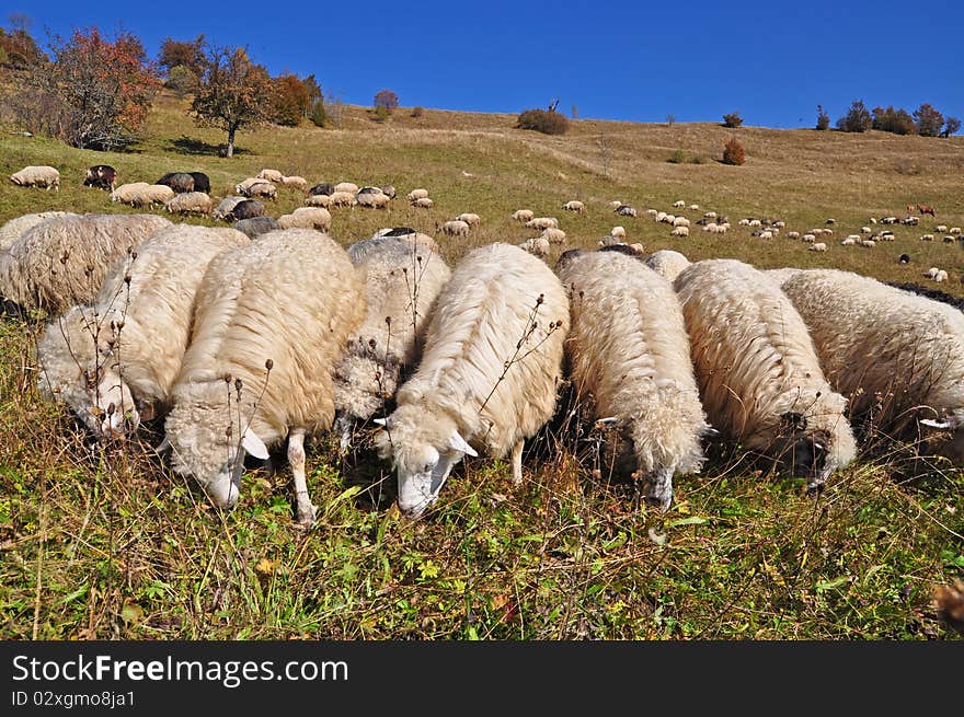 Sheep on a hillside in an autumn landscape under the dark blue sky. Sheep on a hillside in an autumn landscape under the dark blue sky.