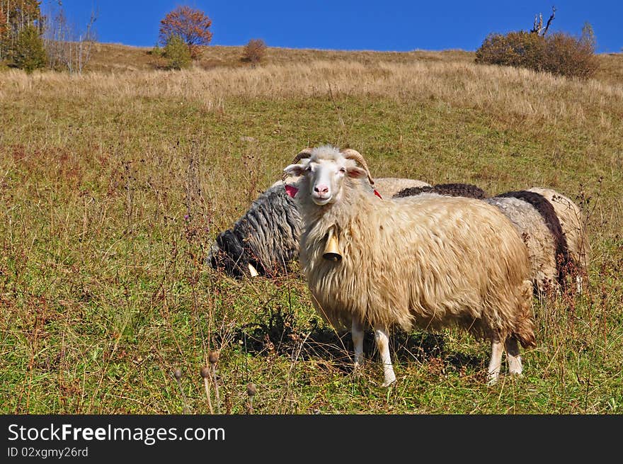 Sheep on a hillside in an autumn landscape under the dark blue sky. Sheep on a hillside in an autumn landscape under the dark blue sky.