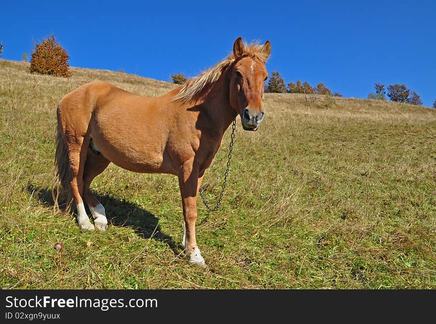 A horse on a hillside in an autumn landscape under the dark blue sky. A horse on a hillside in an autumn landscape under the dark blue sky.