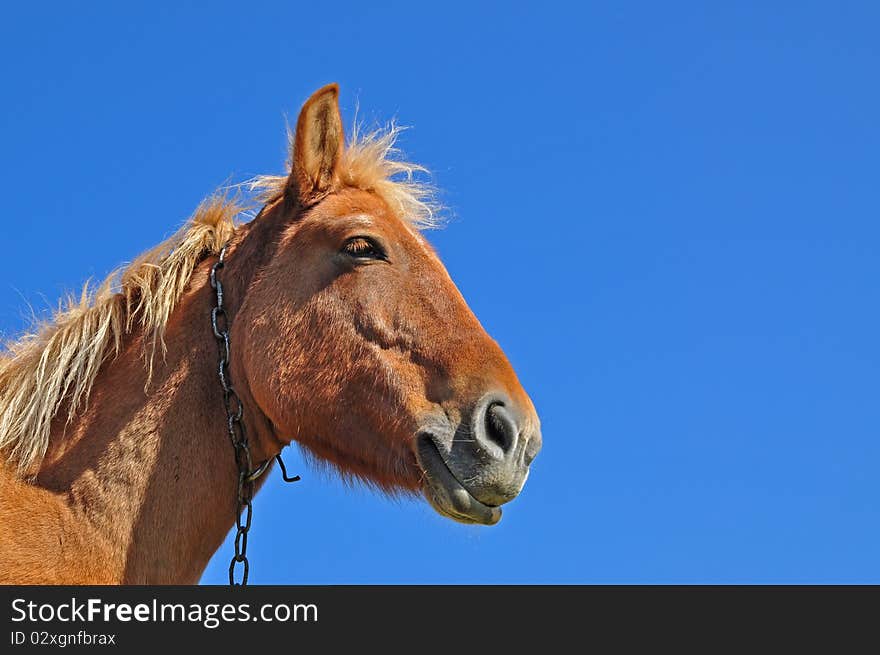 A head of a horse close up in a landscape against the dark blue sky. A head of a horse close up in a landscape against the dark blue sky.