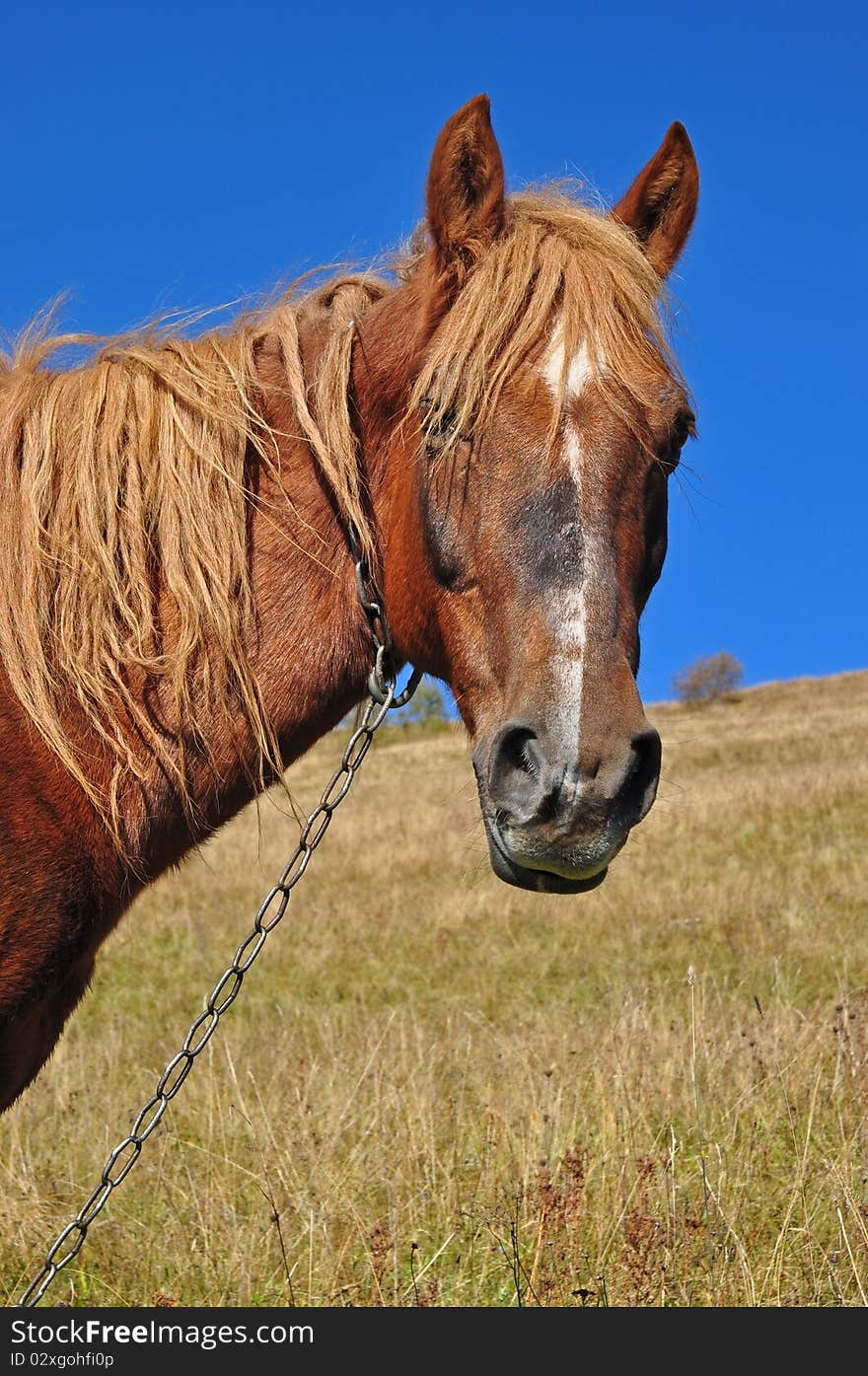 Head of a horse close up.