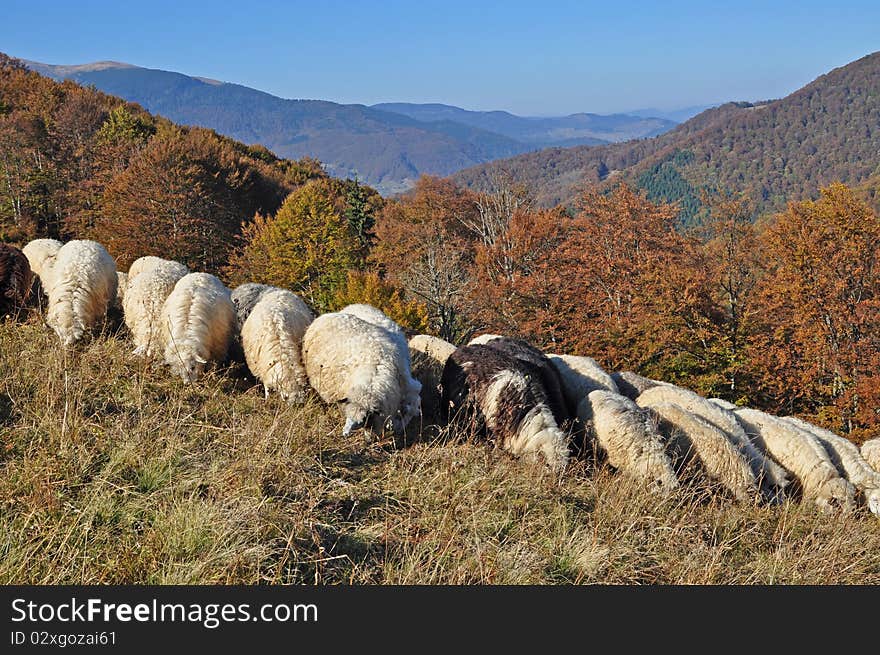 Sheep on a hillside in an autumn landscape under the dark blue sky. Sheep on a hillside in an autumn landscape under the dark blue sky.