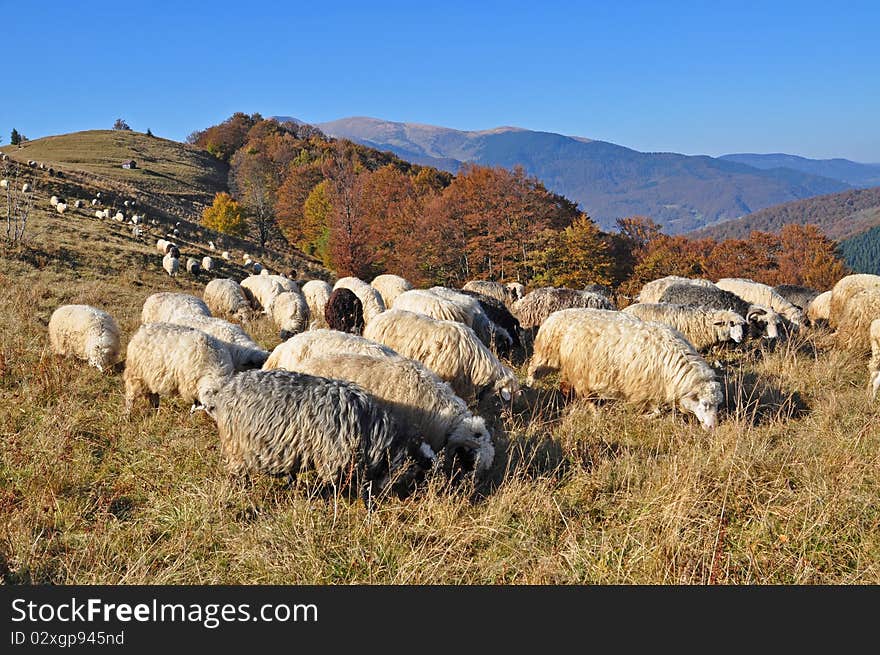 Sheep on a hillside in an autumn landscape under the dark blue sky. Sheep on a hillside in an autumn landscape under the dark blue sky.