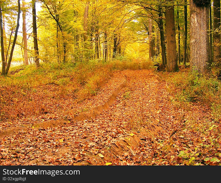 Autumn forest