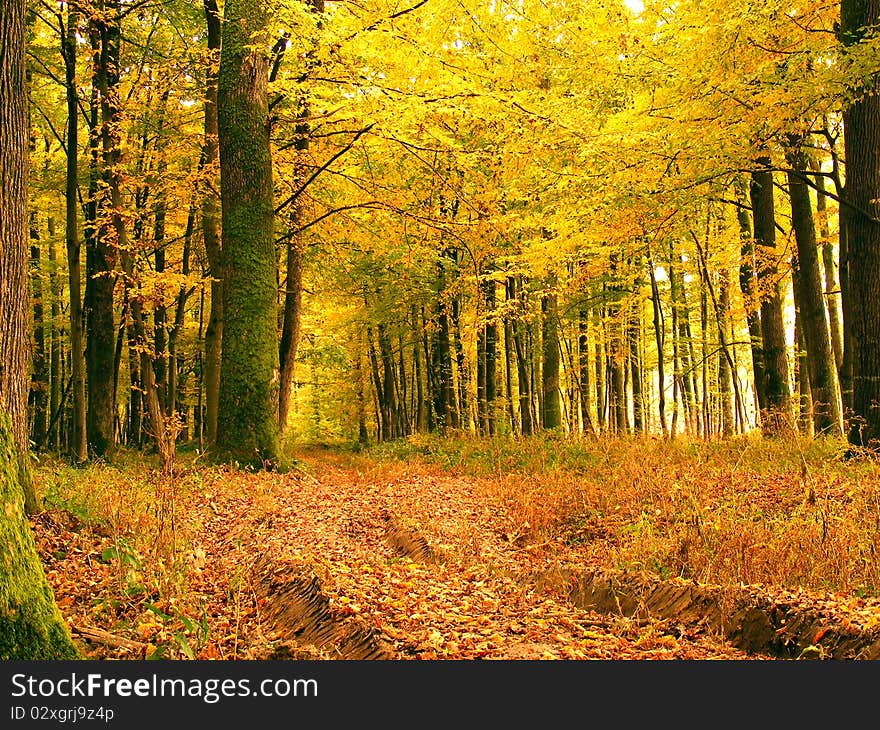 Autumn Forest