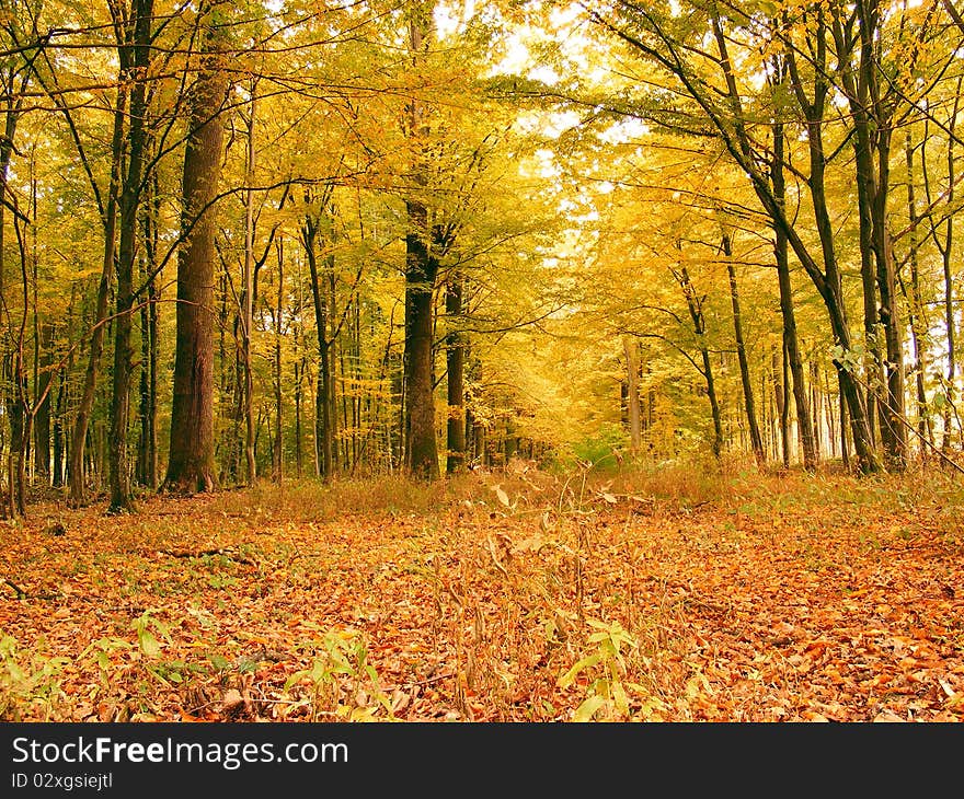 Autumn Forest