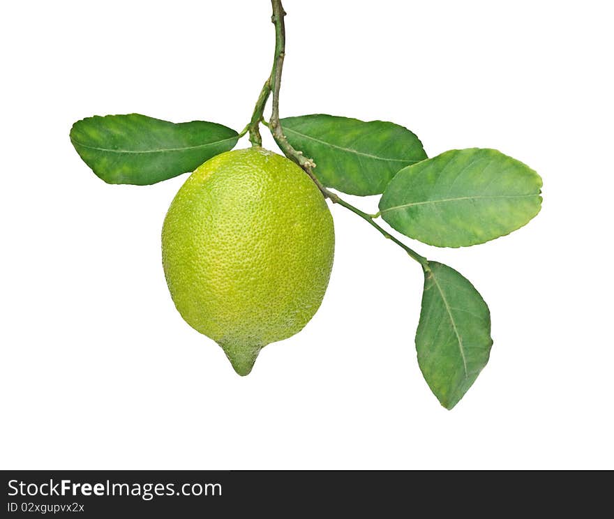 Close up of lemon on branch