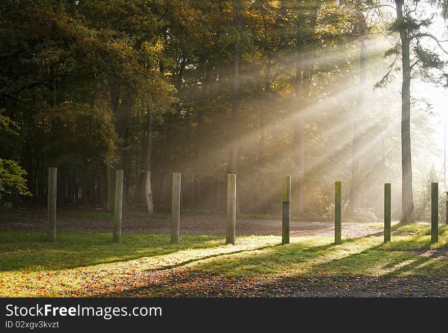 Sunbeams filters through forest leaves