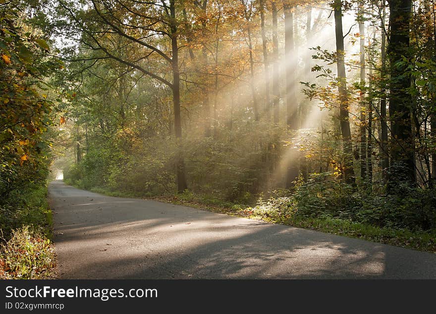 Sunlight filters through leaves on road. Sunlight filters through leaves on road