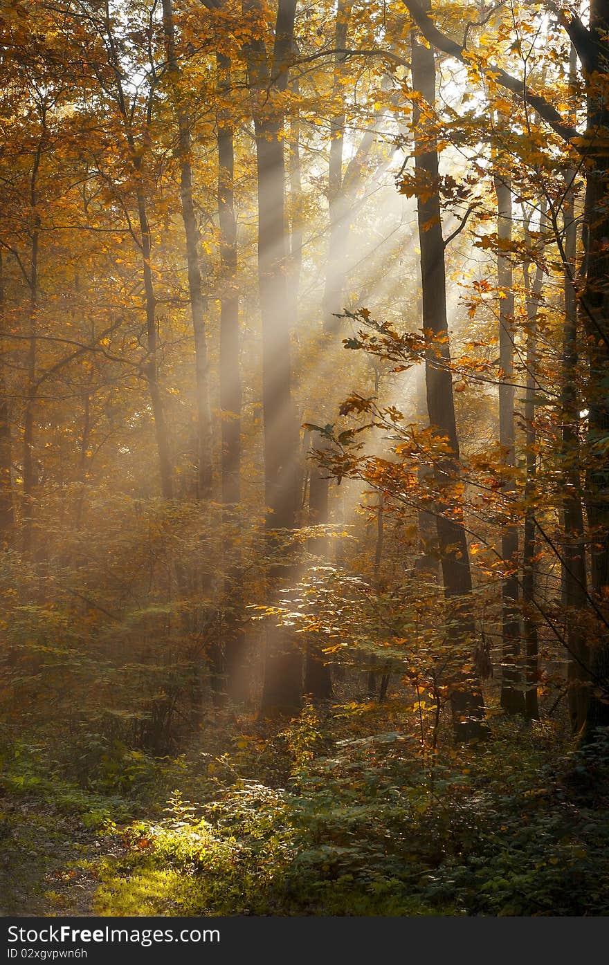 Sunlight filters through autumn forest. Sunlight filters through autumn forest