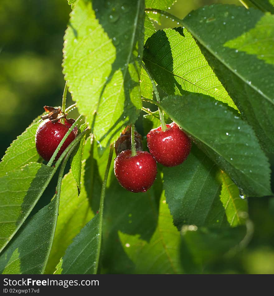 Red cherry with leaves