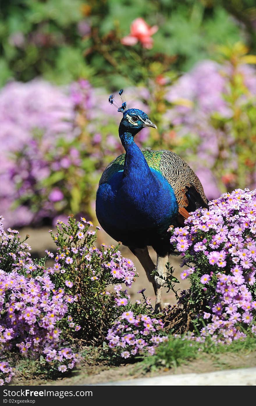 Pheasant in a zoological park. Pheasant in a zoological park