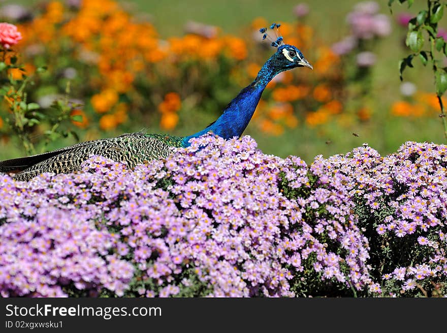 Pheasant in a zoological park. Pheasant in a zoological park