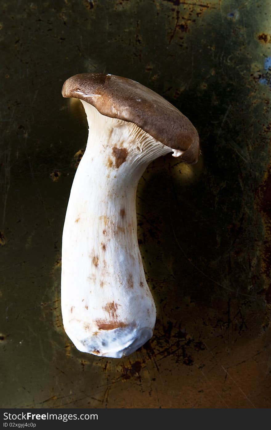 A fresh organic Eryngii mushroom on dark background