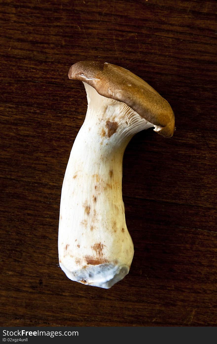 A fresh organic Eryngii mushroom on dark background