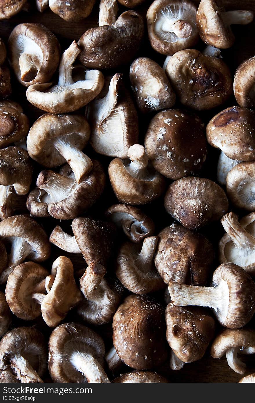 A bunch of organic shitaki mushrooms on dark background