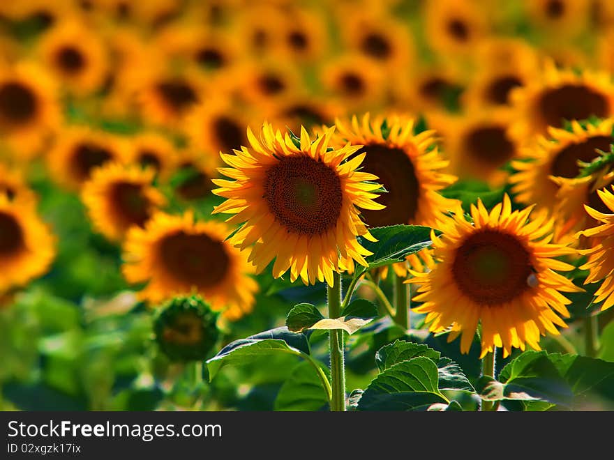 Sunflowers field, background, full frame