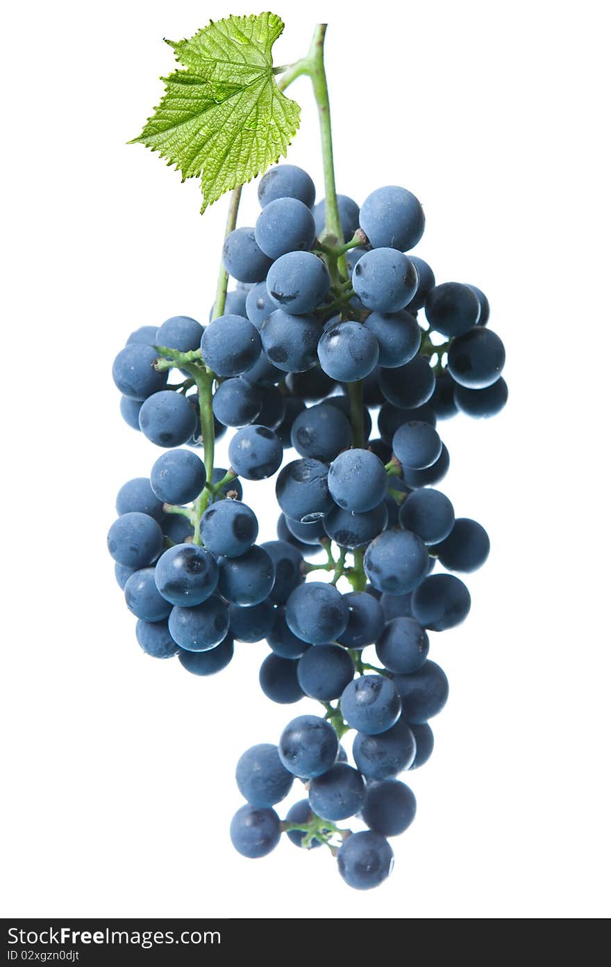 Blue grape with green leaf isolated