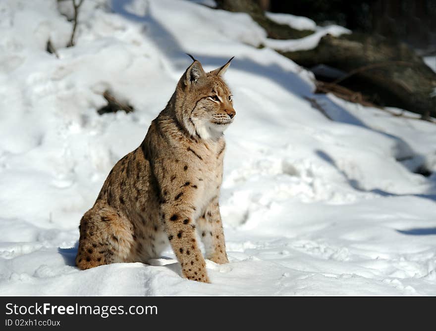 Lynx