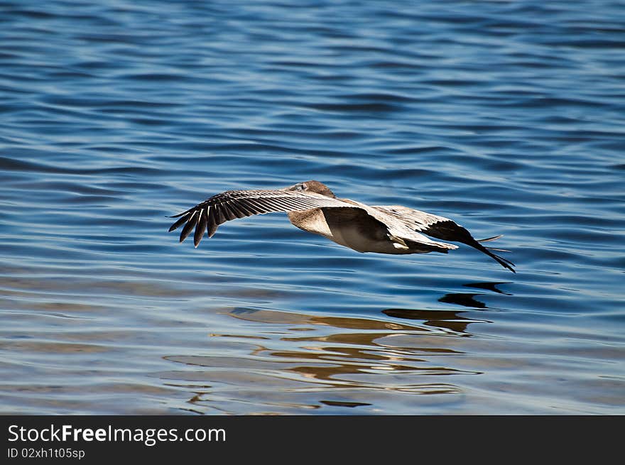 3/4 rear shot of Pelican flying over water