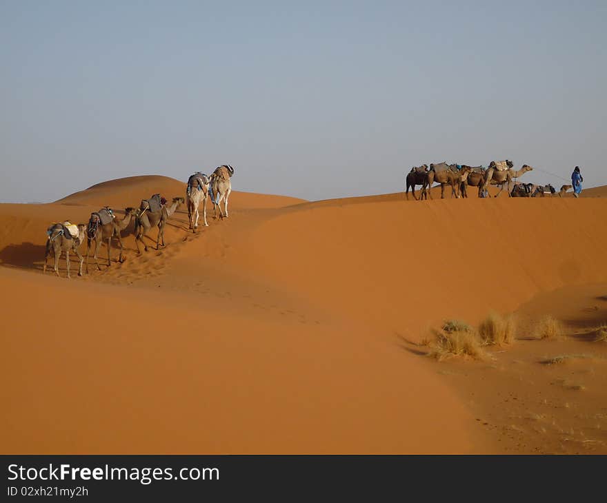 Camel Trek