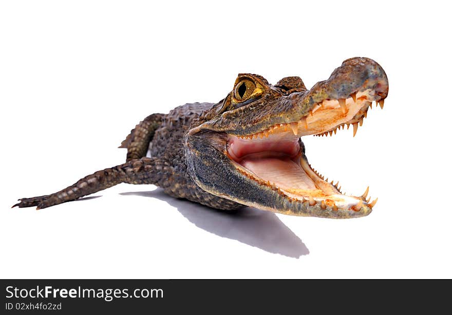 Crocodile on a white background