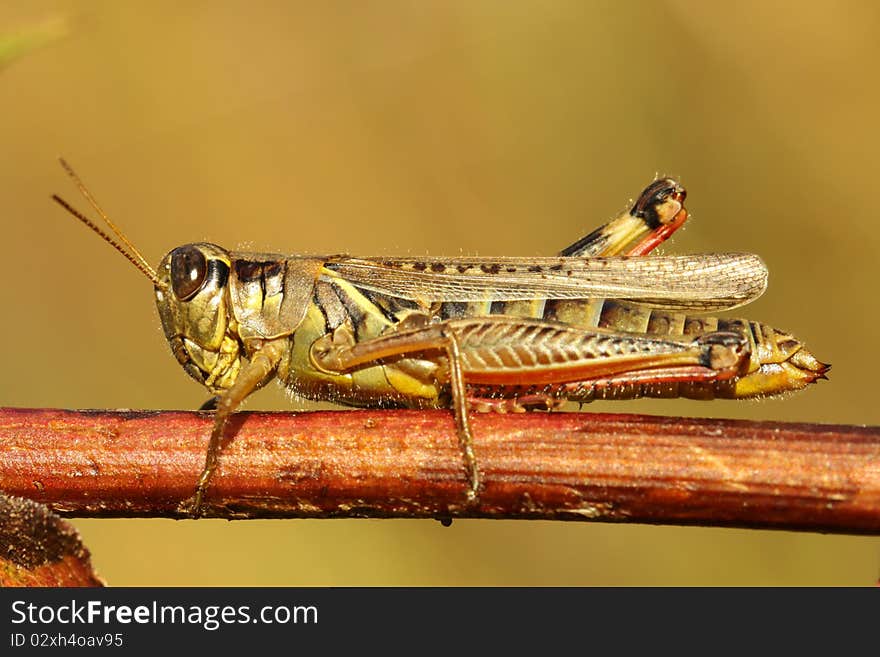 Differential grasshopper resting on a branch in Autumn