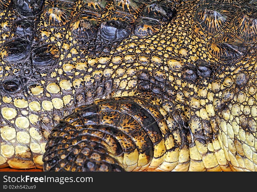 Crocodile on a white background