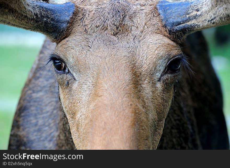 Elk