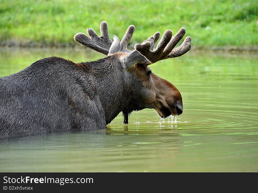 Elk