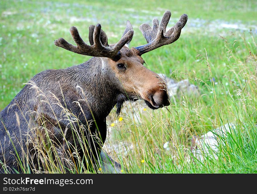 Elk