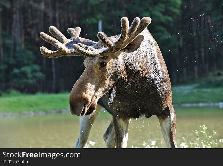 Elk