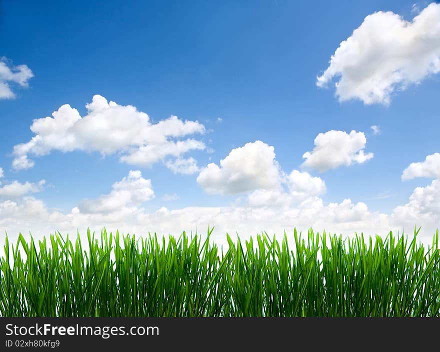 Green grass against cloudy sky