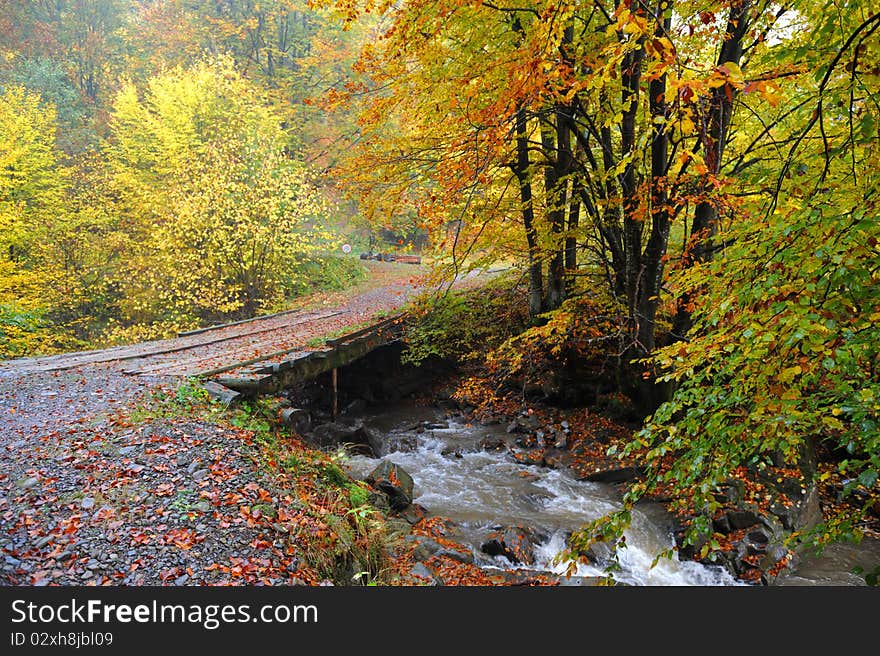 Good day in the autumn forest. Good day in the autumn forest