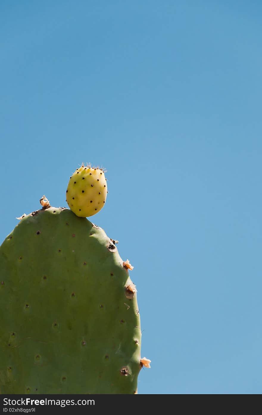 Fig prickly pear, fruit in the plant